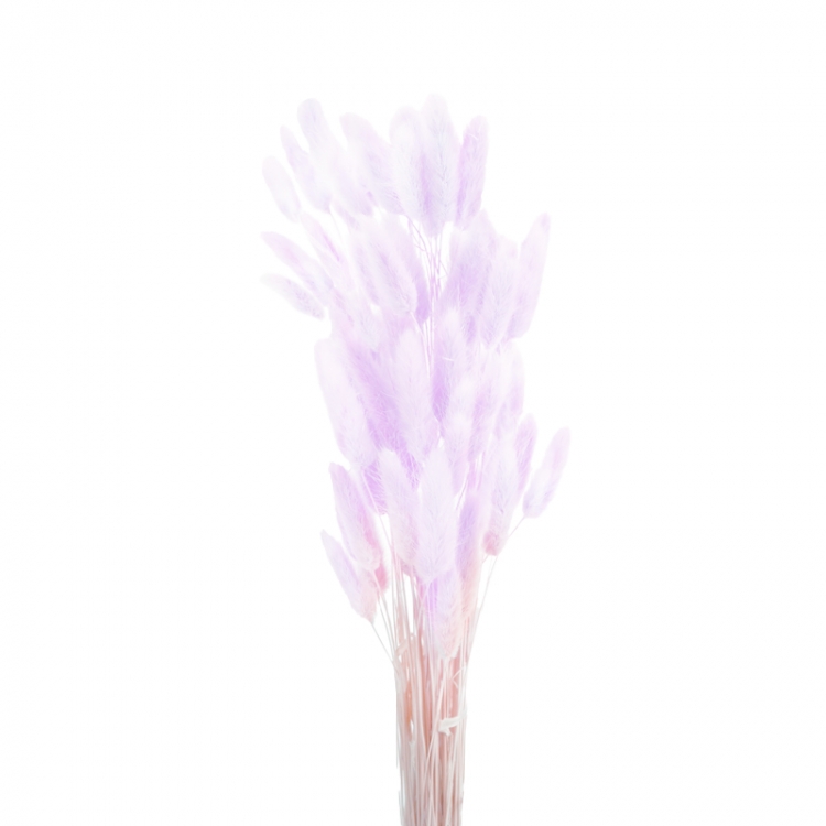 Сухоцвет Лагурус, Серо-сиреневый