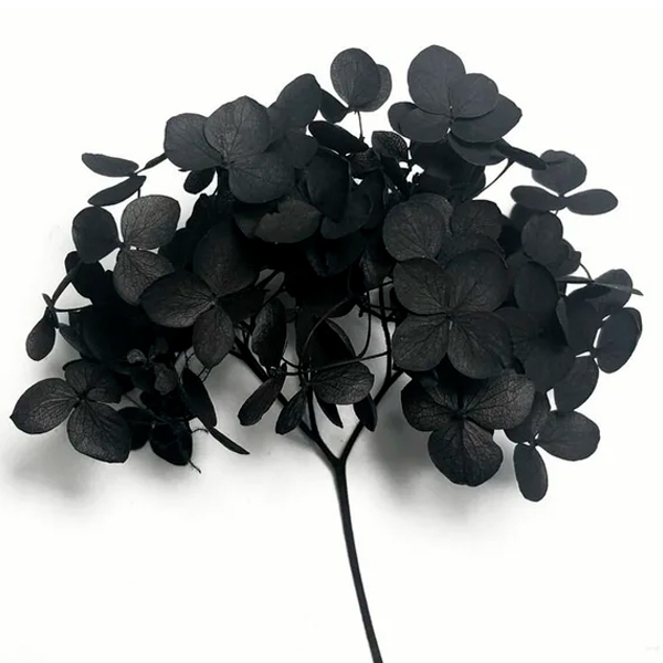 Гортензия стабилизированная, Черная